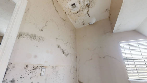 Best Real Estate Mold Inspection  in Signal Hill, CA