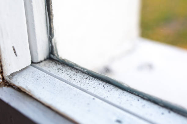 Best Mold Odor Removal Services  in Signal Hill, CA