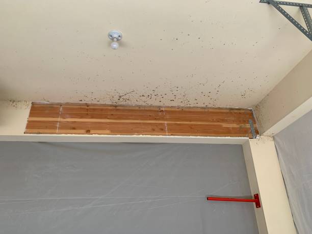 Forensic Mold Investigation in Signal Hill, CA